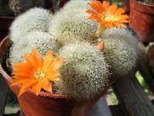 снимка Интериорни растения Корона Кактус пустинен кактус, Rebutia оранжев