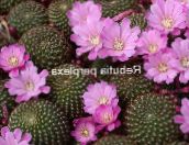 foto Kamerplanten Kroon Cactus, Rebutia lila