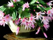 снимка Интериорни растения Великденски Кактус лесен кактус, Rhipsalidopsis розов