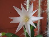 фота Хатнія расліны Рипсалидопсис лясной кактус, Rhipsalidopsis белы