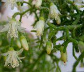 foto Krukväxter Rhipsalis skogskaktus vit