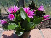 fotografie Pokojové rostliny Opilci Sen lesní kaktus, Hatiora růžový