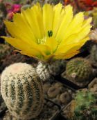 Pindsvin Kaktus, Blonder Kaktus, Regnbue Kaktus