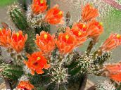 foto Plantas de interior Hedgehog Cactus, Lace Cactus, Rainbow Cactus, Echinocereus laranja