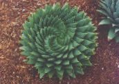φωτογραφία Εσωτερικά φυτά Αλόη παχύφυτα, Aloe κόκκινος