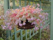 foto Topfpflanzen Sedum sukkulenten rosa