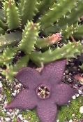 grianghraf  Carrion Plandaí, Bláth Crosóg Mhara, Starfish Cactus succulent, Stapelia corcra