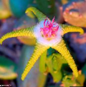 foto  Maita Augs, Zvaigzne Ziedu, Starfish Kaktuss sulīgs, Stapelia dzeltens
