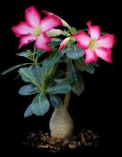 照片 室内植物 沙漠玫瑰 肉质, Adenium 粉红色