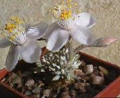 снимка Интериорни растения Anacampseros сукуленти бял