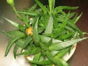 фото Үй Өсімдіктер Bergerantus шырынды, Bergeranthus Schwant сары
