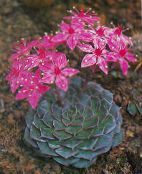 φωτογραφία Εσωτερικά φυτά Φυτό-Φάντασμα, Εργοστάσιο Μητέρα Του-Μαργαριτάρι παχύφυτα, Graptopetalum ροζ