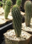 foto Kamerplanten Hoodia woestijn cactus roze