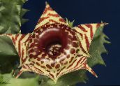 снимка Интериорни растения Huernia сукуленти кафяв