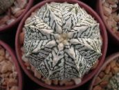 photo des plantes en pot Astrophytum le cactus du désert jaune