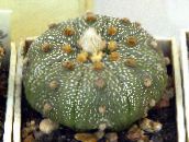 foto Le piante domestiche Astrophytum il cactus desertico giallo