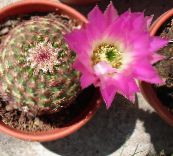 mynd Inni plöntur Astrophytum eyðimörk kaktus bleikur