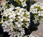 фото Домашние растения Каланхое (Каланхоэ) суккулент, Kalanchoe белый