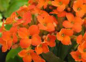 foto Topfpflanzen Kalanchoe sukkulenten orange