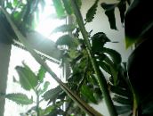 fotoğraf Kapalı bitkiler Kalanchoe etli pembe