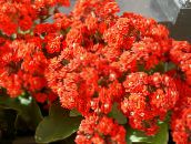 fotografija Sobne Rastline Kalanchoe sukulenti rdeča
