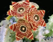 foto Plantas de interior Carrion Flowers suculento, Caralluma, Orbea marrom