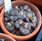 foto Plantas de interior Cone Plant suculento, Conophytum amarelo