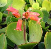 φωτογραφία Εσωτερικά φυτά Αυτί Του Χοίρου παχύφυτα, Cotyledon κόκκινος