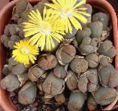 foto  Plantas De Grava, Piedra Viva suculentas, Lithops amarillo