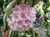 fotografie  Plantă Ceară suculent, Hoya roz
