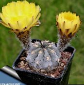 fotografie Plante de interior Acanthocalycium desert cactus galben