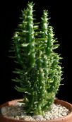 foto Le piante domestiche  il cactus desertico rosso