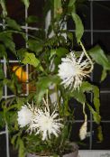 φωτογραφία Εσωτερικά φυτά Λουράκι Κάκτος, Ορχιδέα Κάκτος, Epiphyllum λευκό