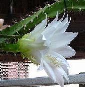bilde Innendørs planter Sun Kaktus, Heliocereus hvit
