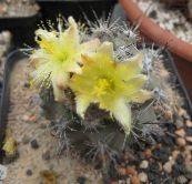 fénykép Szobanövények Copiapoa sivatagi kaktusz sárga