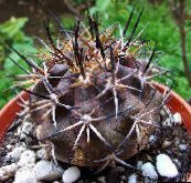 foto Sobne biljke Copiapoa pustinjski kaktus žuta