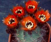 снимка Интериорни растения Кочан Кактус пустинен кактус, Lobivia червен