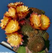 foto Topfpflanzen Cob Cactus wüstenkaktus, Lobivia orange