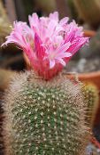 photo Indoor plants Matucana desert cactus pink