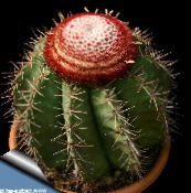 თურქები ხელმძღვანელი Cactus