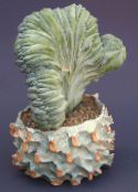 fotografie Pokojové rostliny Modrá Svíčka, Borůvky Kaktus, Myrtillocactus bílá