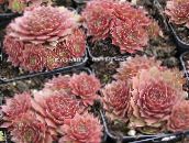 foto Plantas de interior House Leek suculento, Sempervivum rosa