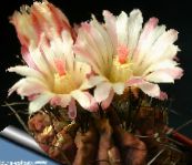 фота Хатнія расліны Неопортерия пустынны кактус, Neoporteria белы