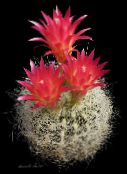 grianghraf Plandaí faoi dhíon Neoporteria cactus desert dearg