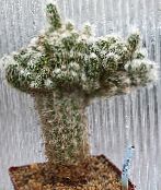 kuva Sisäkasvit Oreocereus aavikkokaktus pinkki