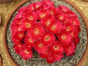 снимка Интериорни растения Sulcorebutia пустинен кактус червен