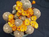 photo des plantes en pot Sulcorebutia le cactus du désert jaune