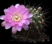grianghraf Plandaí faoi dhíon Sulcorebutia cactus desert bán