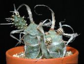 снимка Интериорни растения Tephrocactus пустинен кактус бял