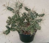 foto Topfpflanzen Tephrocactus wüstenkaktus weiß